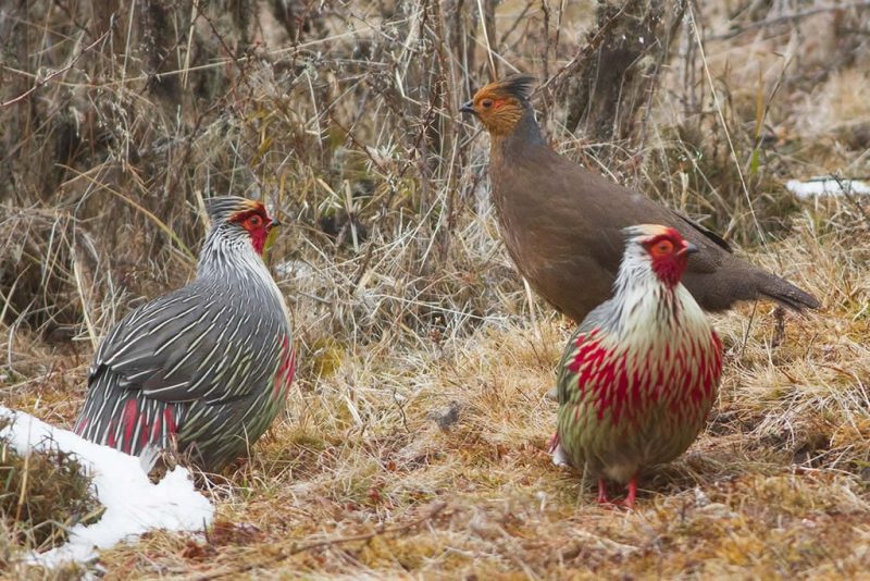 Blood Pheasant - Type Of Pheasant