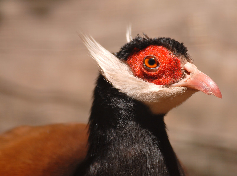 Brown Eared Pheasant - Type Of Pheasant