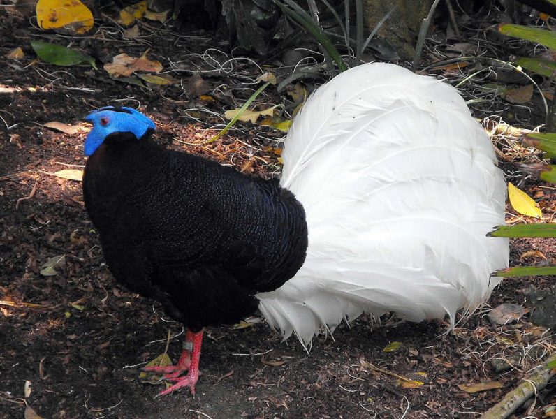 Bulwer's Pheasant - Type Of Pheasant