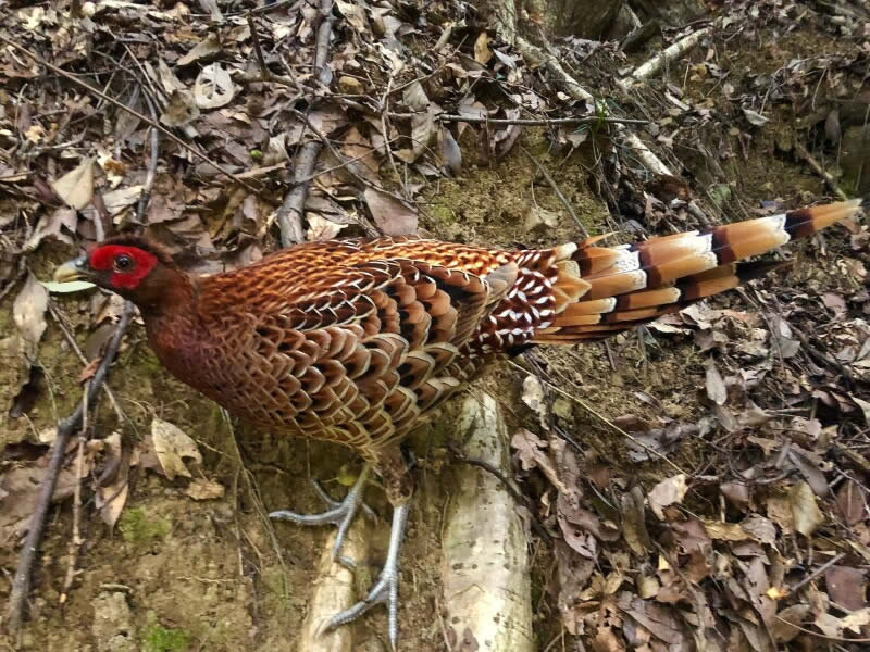 Copper Pheasant - Type Of Pheasant