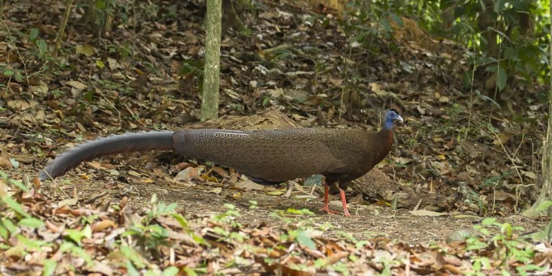 Great Argus Pheasant - Type Of Pheasant