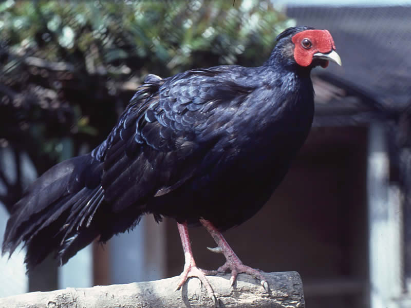 Imperial Pheasant - Type Of Pheasant