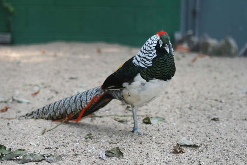 Lady Amherst's Pheasant - Type Of Pheasant