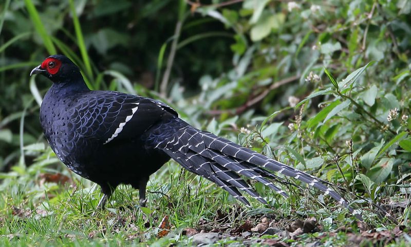 Mikado Pheasant - Type Of Pheasant