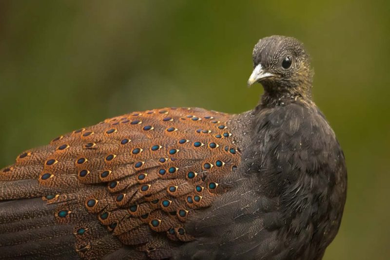 Mountain Peacock Pheasant - Type Of Pheasant