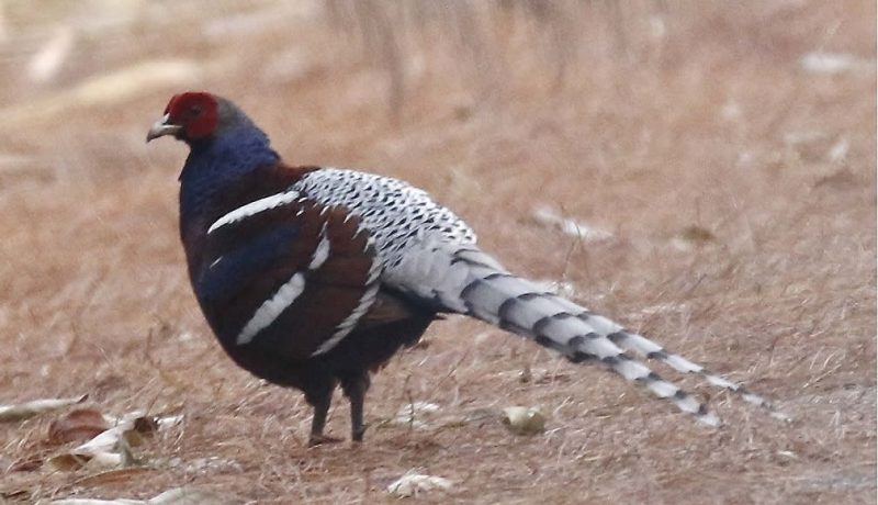 Mrs. Hume's Pheasant - Type Of Pheasant