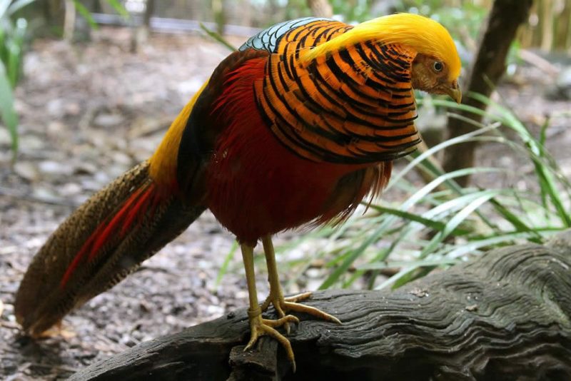 Type of Peasant - Golden Pheasant