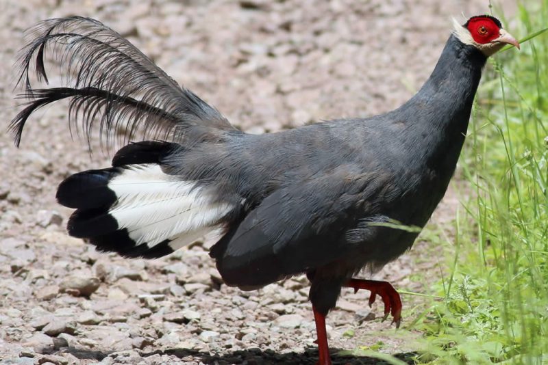 Raising Pheasants - Type Of Pheasant - Blue Eared Pheasant