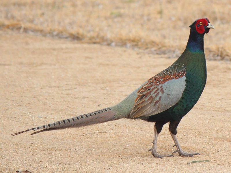 Raising Pheasants - Type Of Pheasant - Green Pheasant