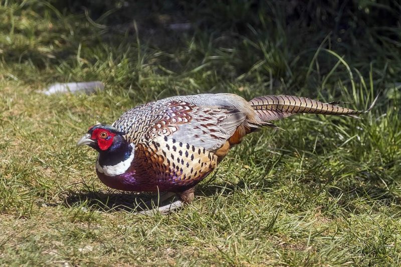 Raising Pheasants - Type Of Pheasant - Ring-Necked Pheasant