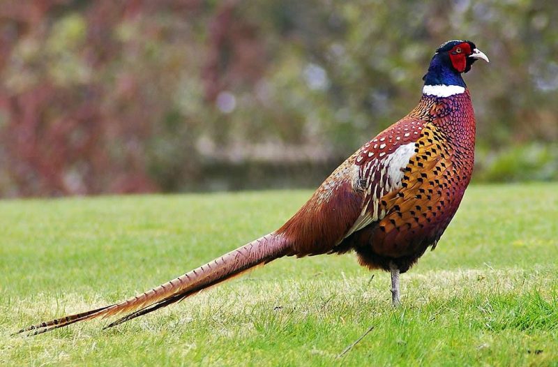 Raising Pheasants in Households - What You Need to Get Started
