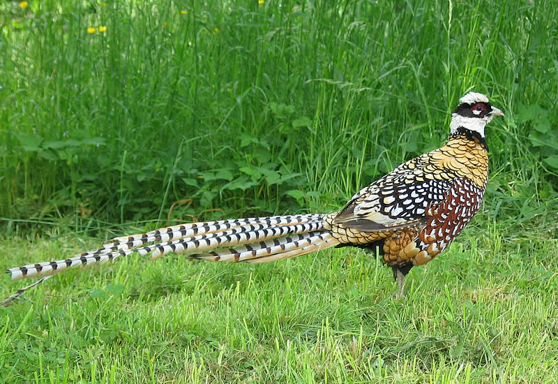 Reeves's Pheasant - Type Of Pheasant
