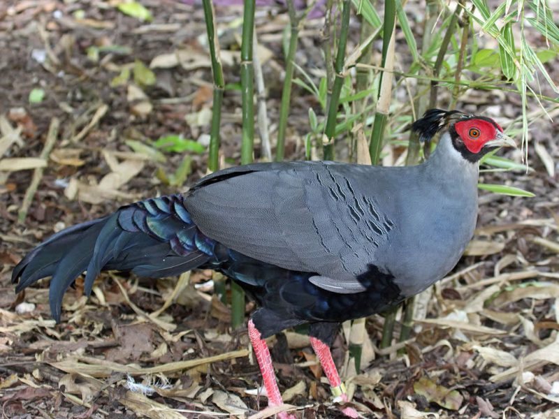 Siamese Fireback - Type Of Pheasant