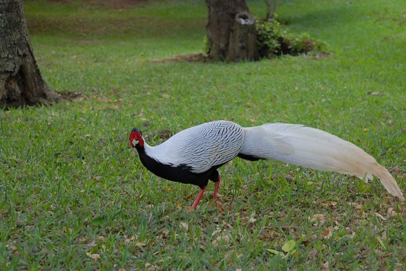 Silver Pheasant - Type Of Pheasant