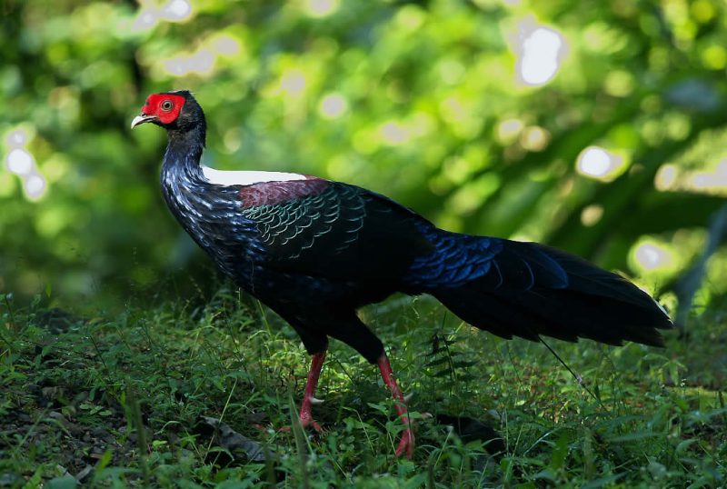 Swinhoe's Pheasant - Type Of Pheasant