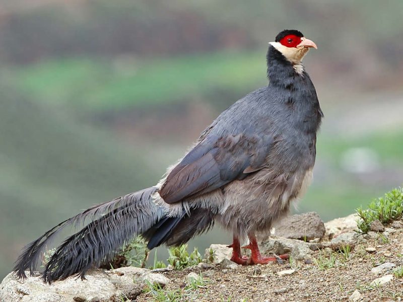 Tibetan Eared Pheasant - Type Of Pheasant