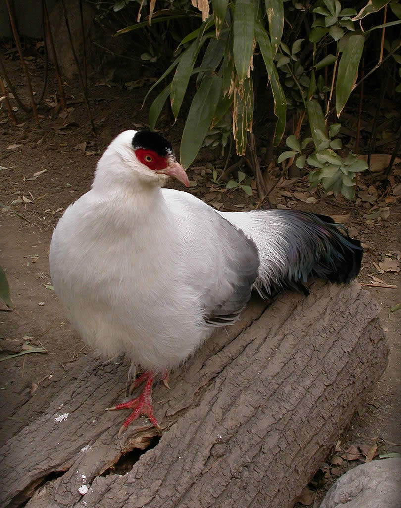 White Eared Pheasant - Type Of Pheasant