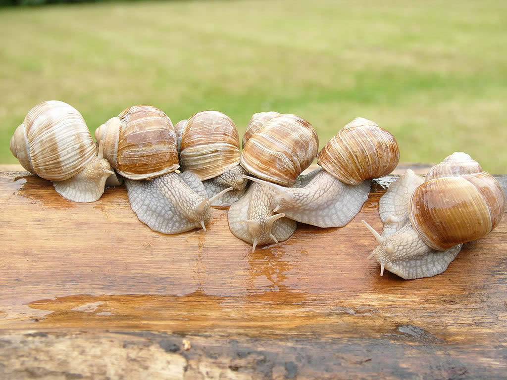 Heliciculture - Everything About Snail Farming - Helix Pomatia