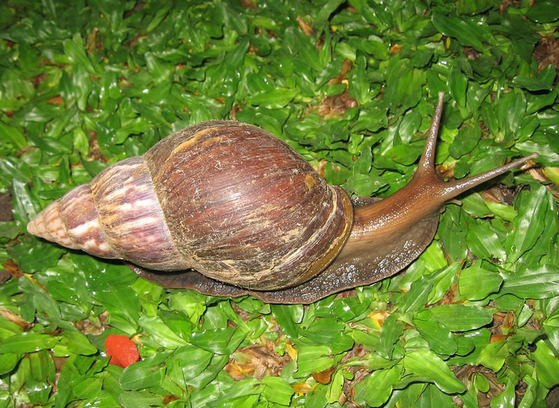 Achatina Fulica (Lissachatina Fulica) - Snail Farming
