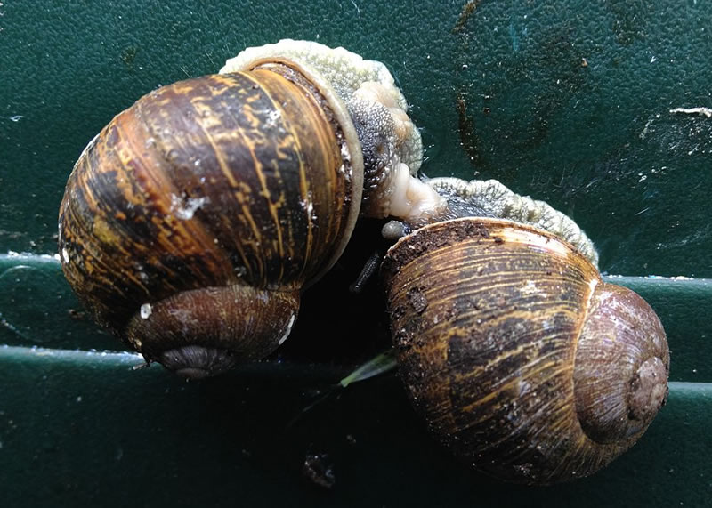 Helix Aspersa Maxima - Snail Farming