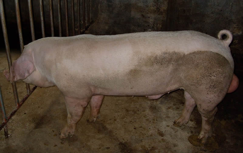 British Landrace Pig