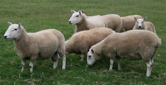 Cheviot Miniature Sheep