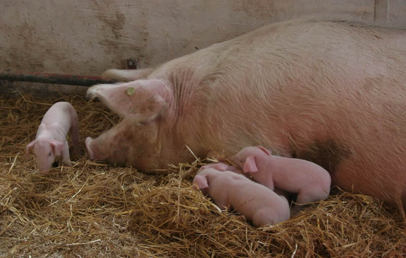 Danish Landrace Pigs