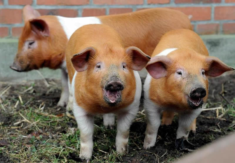 Danish Protest Pigs - Brown Pigs