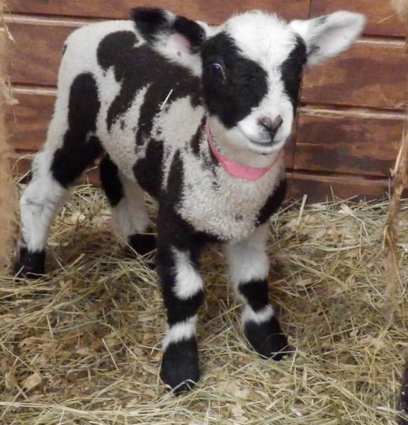 Miniature Sheep – The Latest Trend in Livestock – FarmerDB