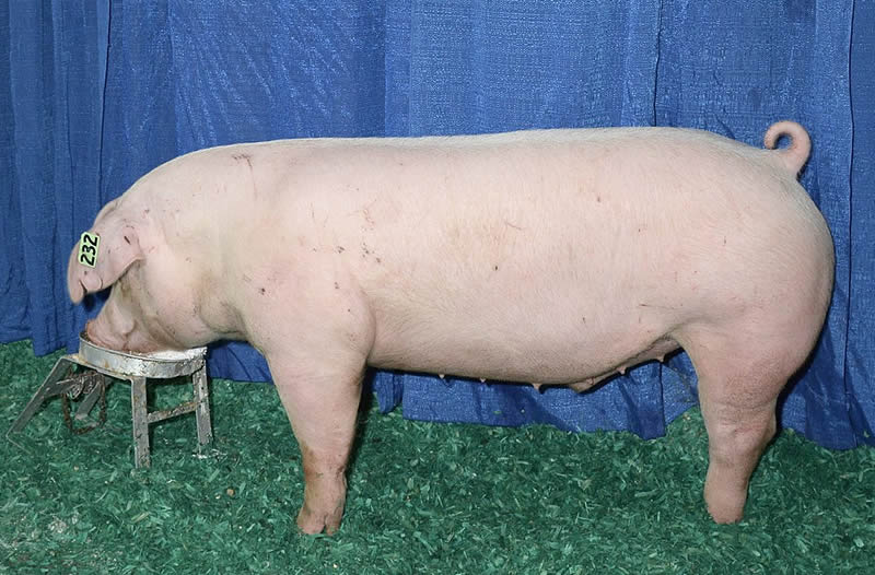 Landrace pig- Champion Landrace Barrow Open Show