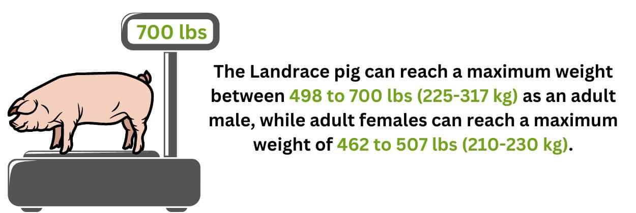 Landrace pig weight