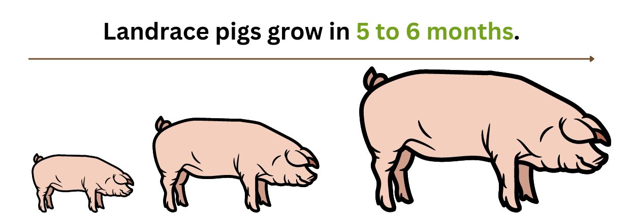 Landrace pigs How fast do Landacre pigs grow