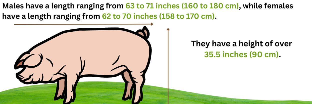 Landrace pigs Size