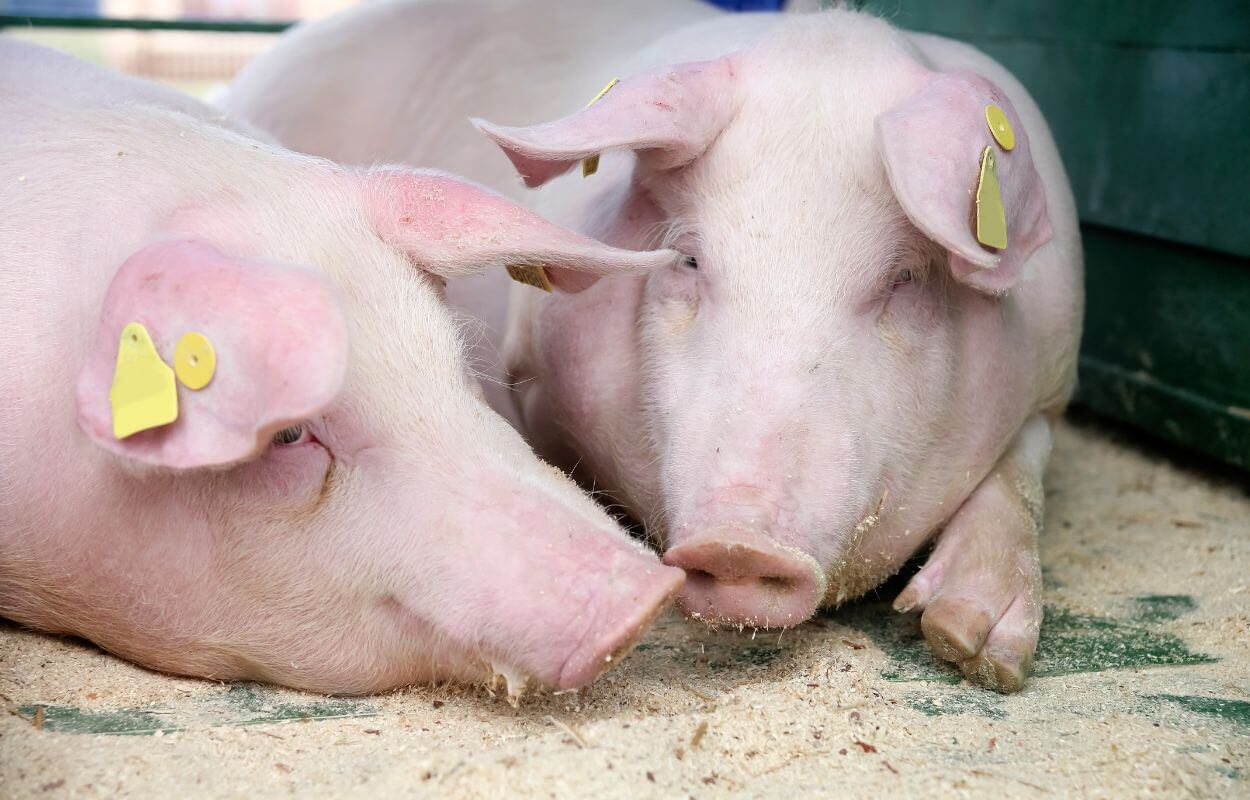 Landrace pigs resting