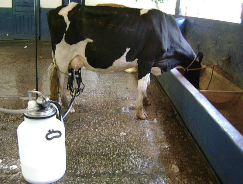 Milking Machine for Cows