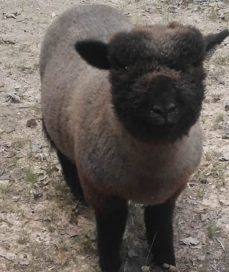 Olde English Babydoll Southdown Miniature Sheep