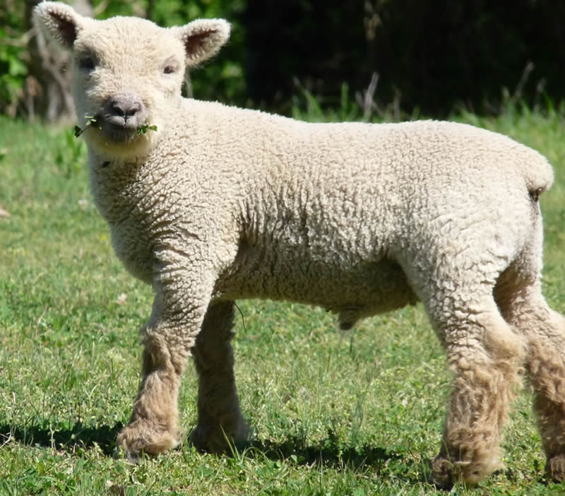 Olde English Babydoll Southdown Sheep