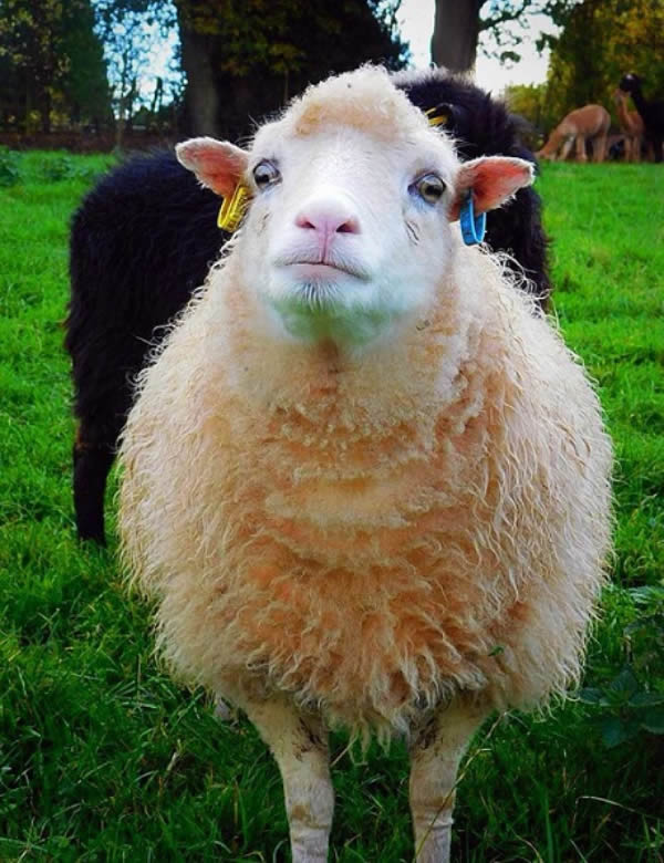 Ouessant sheep - the smallest sheep in the world
