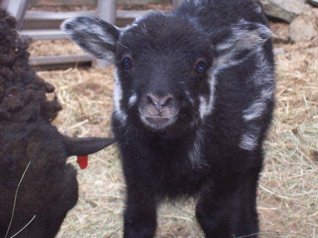 Shetland Miniature Sheep