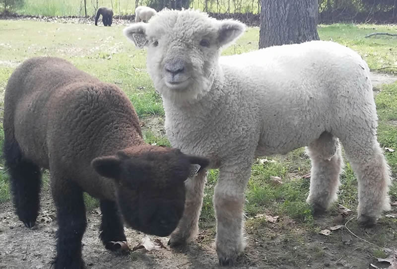 Southdown Sheep