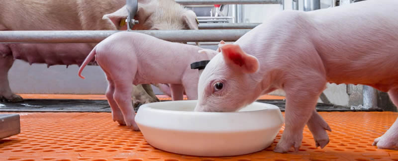 The Importance of Water in Pig Farms