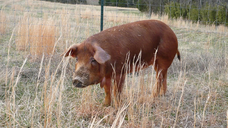 The Red Wattle Hog - Brown Pigs