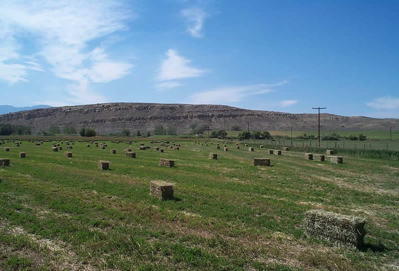 Alfalfa field