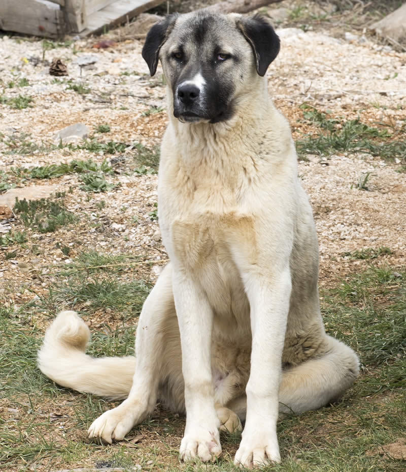 Anatolian Shepherd - Farm dog breeds