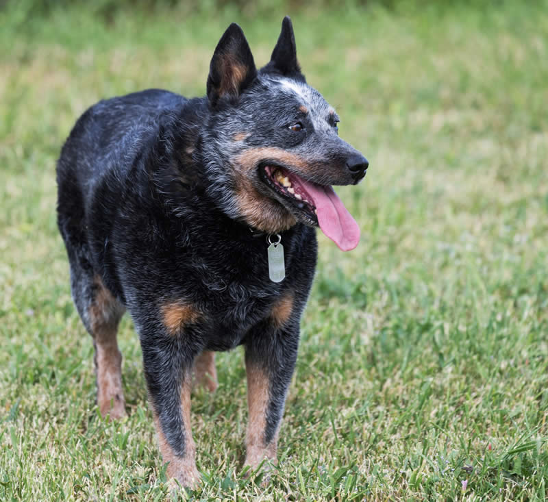 Australian Cattle Dog - Farm dog breeds