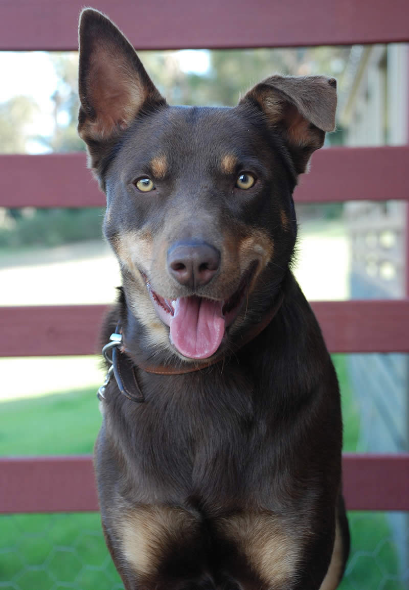 Australian Kelpie - Farm dog breeds