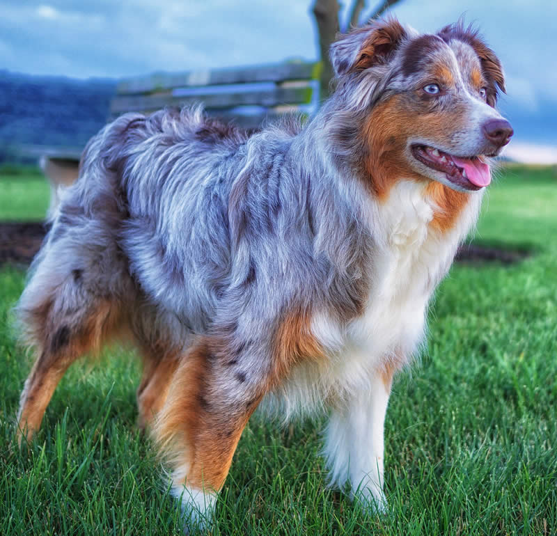 Australian Shepherd - Farm dog breeds