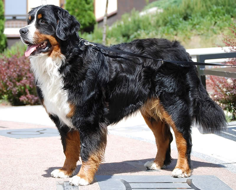 Bernese Mountain Dog - Farm dog breeds