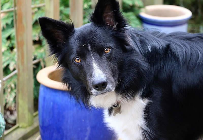 Border Collie - Farm dog breeds