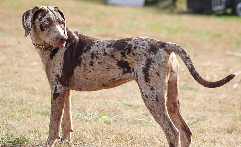 Catahoula Leopard Dog - Farm dog breeds